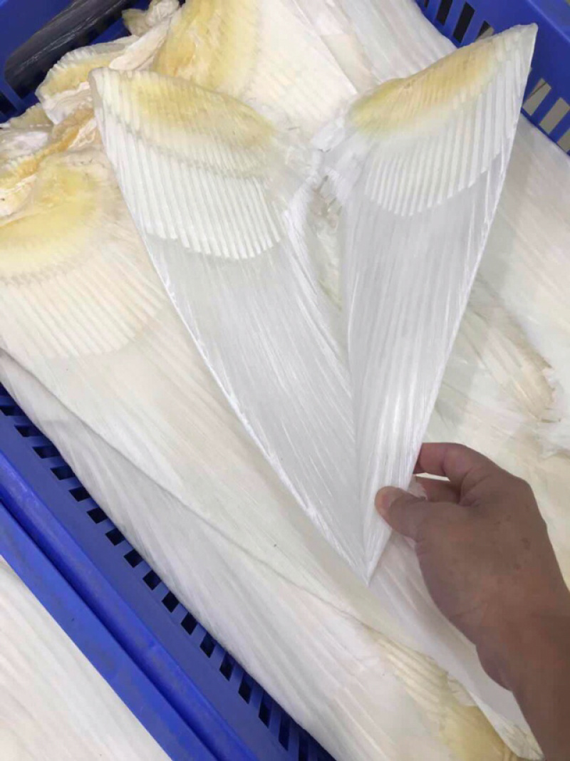 鱼翅牙拣鱼翅金勾鱼翅翅针口感韧性好新鲜味鲜美营养丰富