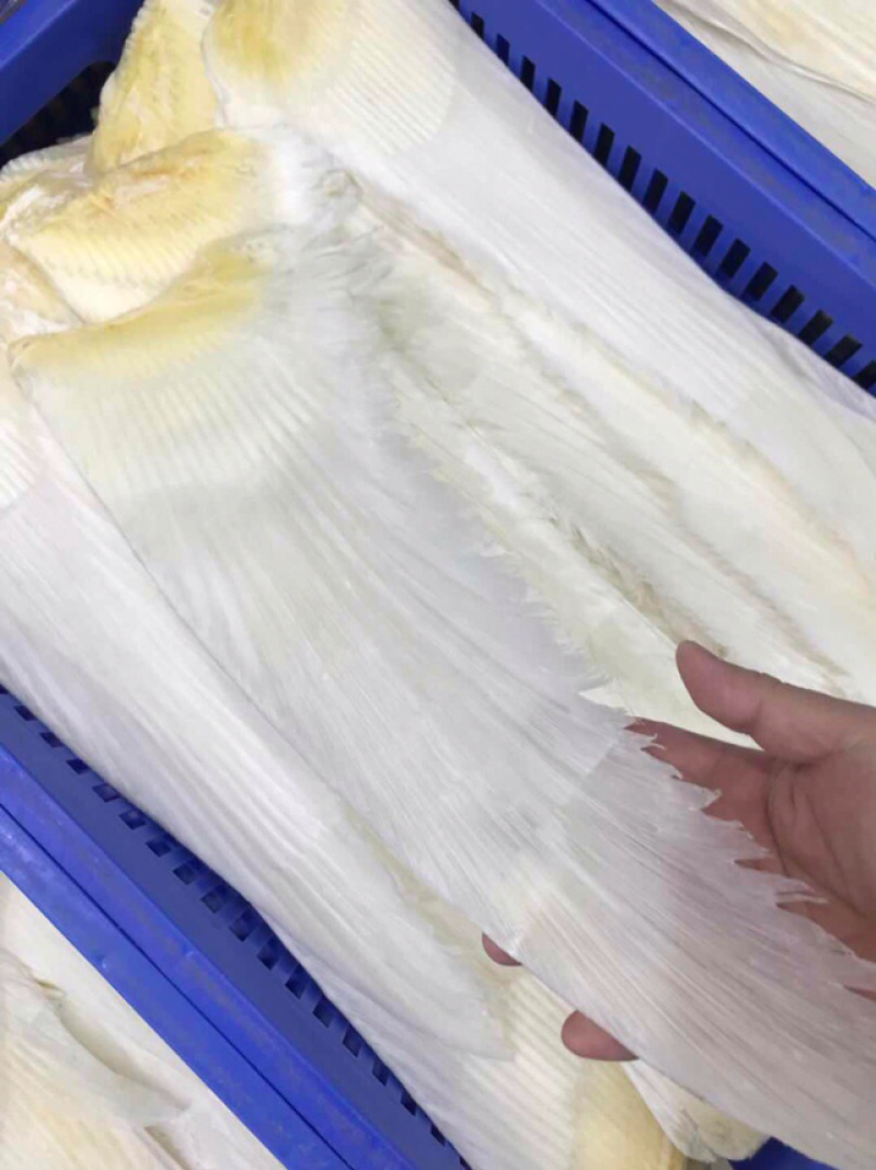 鱼翅牙拣鱼翅金勾鱼翅翅针口感韧性好新鲜味鲜美营养丰富