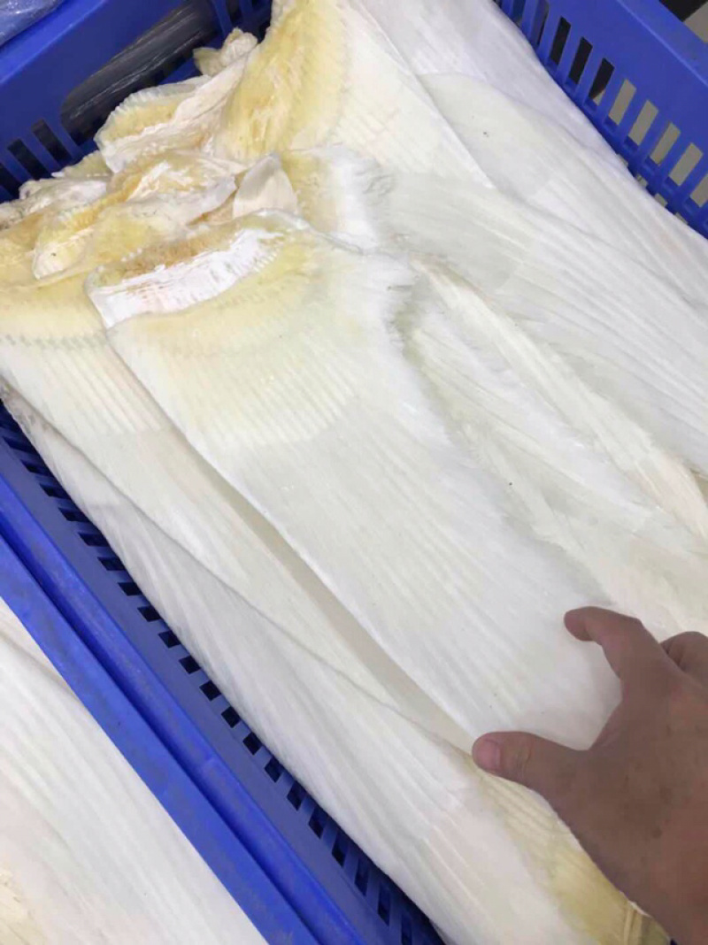 鱼翅牙拣鱼翅金勾鱼翅翅针口感韧性好新鲜味鲜美营养丰富