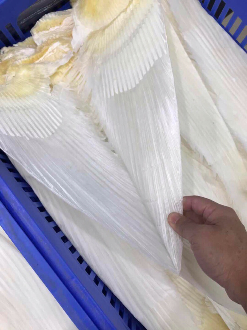 鱼翅牙拣鱼翅金勾鱼翅翅针口感韧性好新鲜味鲜美营养丰富