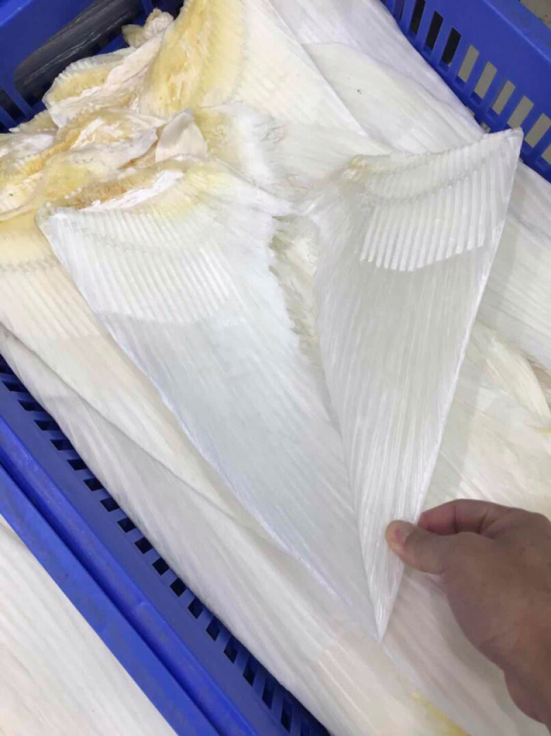 鱼翅牙拣鱼翅金勾鱼翅翅针口感韧性好新鲜味鲜美营养丰富