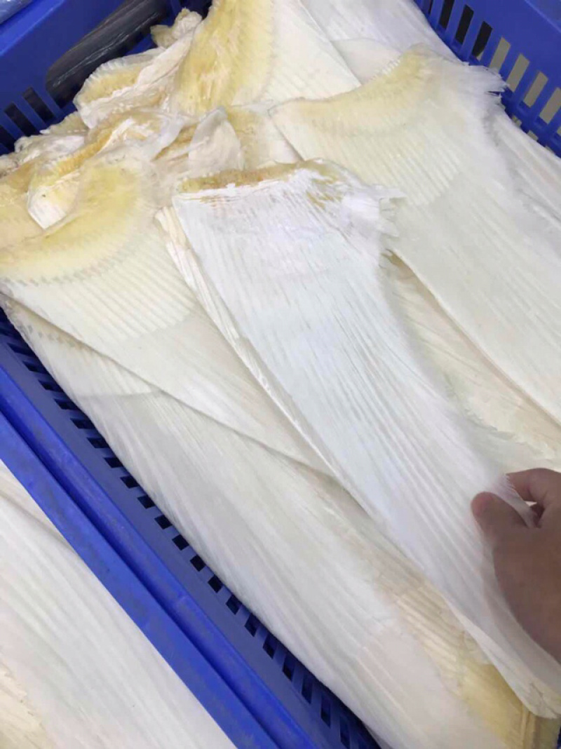 鱼翅牙拣鱼翅金勾鱼翅翅针口感韧性好新鲜味鲜美营养丰富
