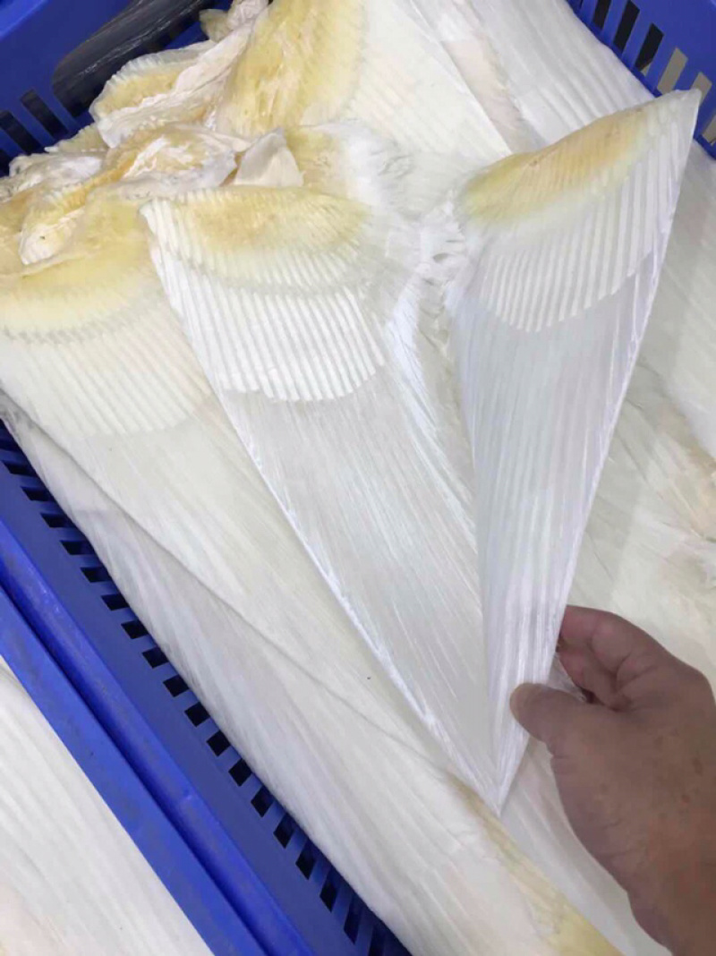 鱼翅牙拣鱼翅金勾鱼翅翅针口感韧性好新鲜味鲜美营养丰富