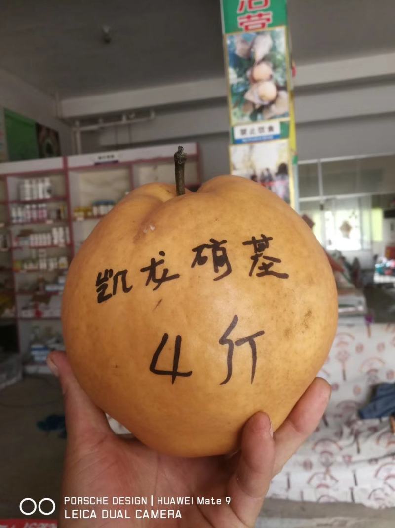 晚秋黄梨，大量批发，口感好