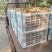 晚秋黄梨，大量批发，口感好
