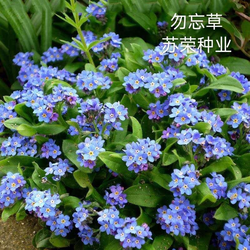 勿忘草种子花草种子四季春季播易种室外室内阳台盆栽花卉花籽