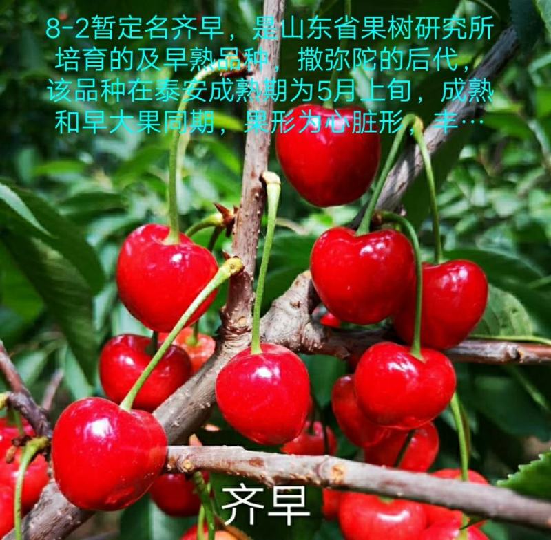 樱桃苗齐早鲁樱3号俄罗斯8号车厘子辉煌美早品种齐全