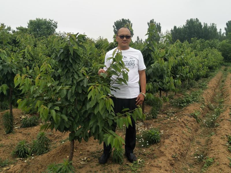 樱桃苗齐早鲁樱3号俄罗斯8号车厘子辉煌美早品种齐全