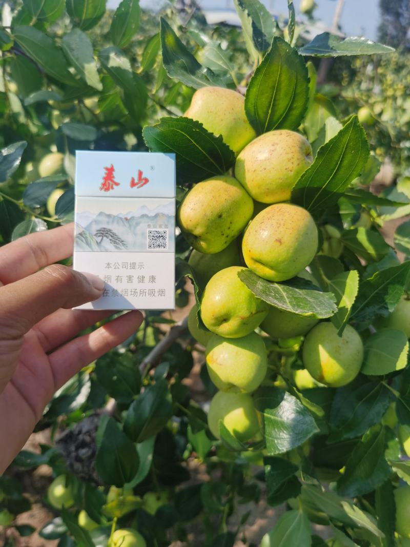 万亩梨枣基地，卜庄，大陆富硒大梨枣，大量有货，大量有。
