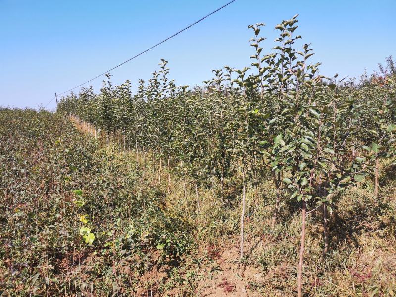 123树苗，鸡心果树苗，沙果树苗，龙丰树苗，各种规格品质