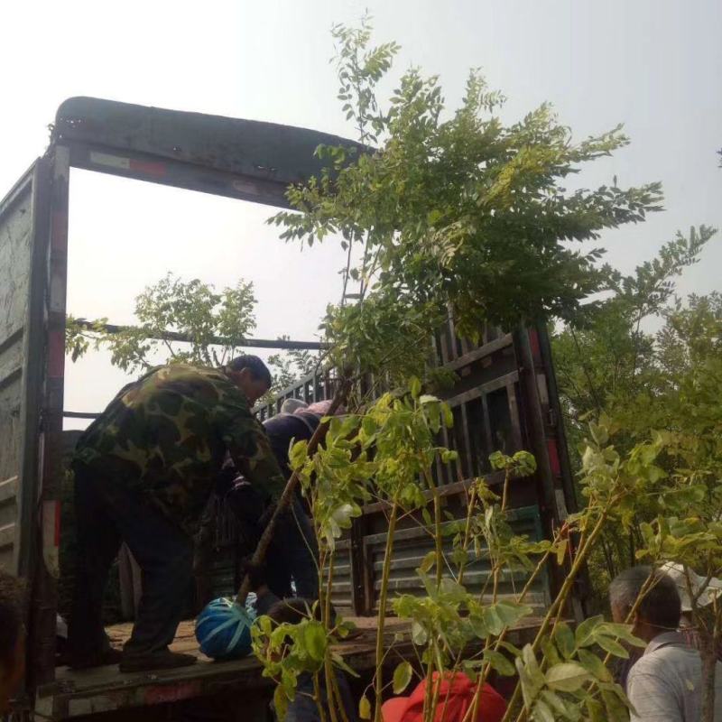 4公分矮接金枝槐基地直发现挖现卖量大优惠质量