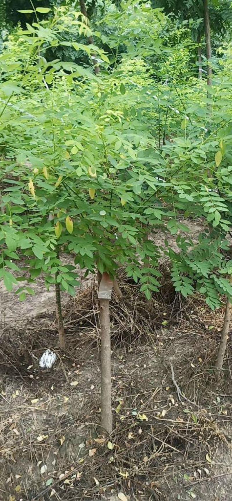 4公分矮接金枝槐基地直发现挖现卖量大优惠质量