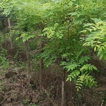 5公分矮接金枝槐精品出售规格齐全现挖现卖量大优惠
