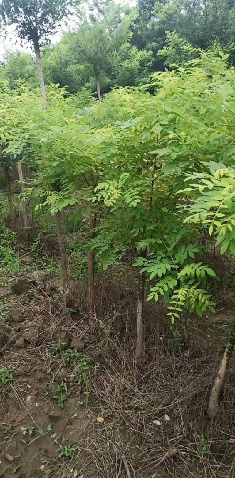 5公分矮接金枝槐精品出售规格齐全现挖现卖量大优惠
