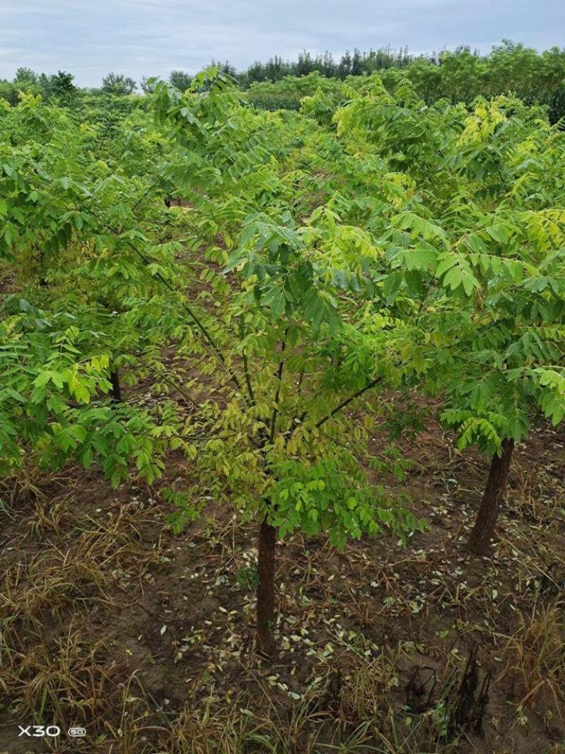 5公分矮接金枝槐精品出售规格齐全现挖现卖量大优惠