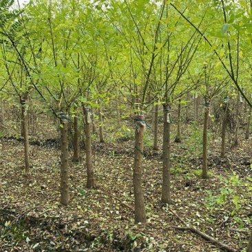 6公分矮接金枝槐常年供应规格齐全基地直发现挖现卖