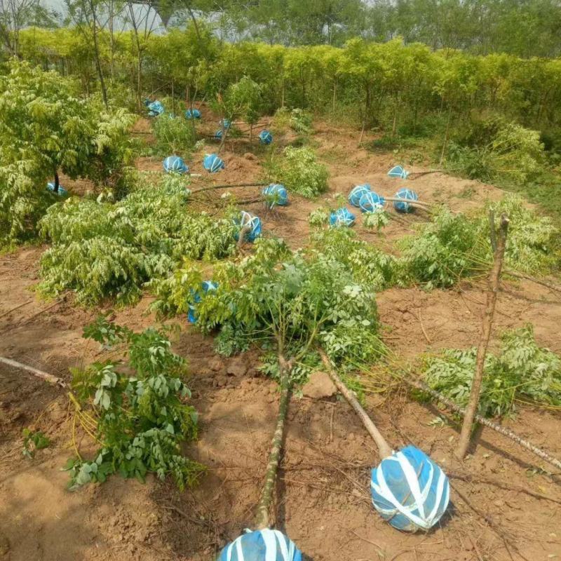 6公分矮接金枝槐常年供应规格齐全基地直发现挖现卖