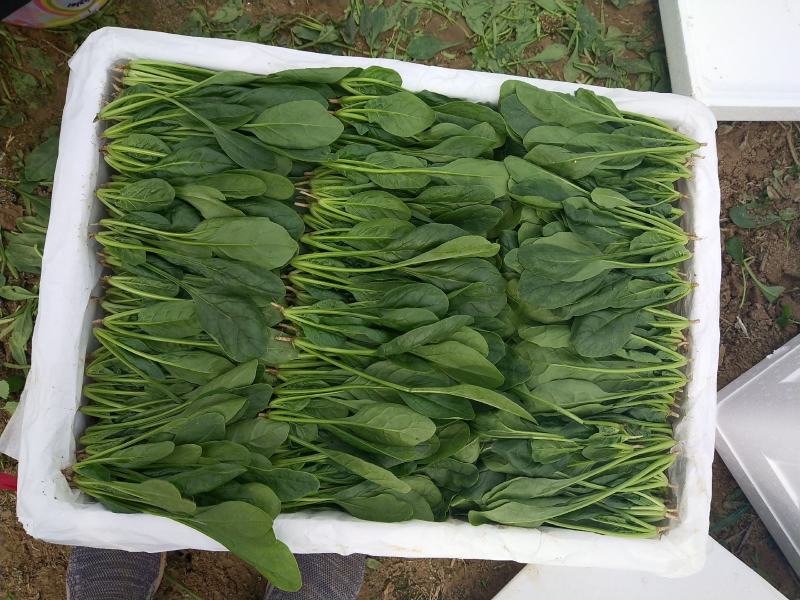 山东精品菠菜惠民普通菠菜，日供货量大，正式上市，专业人工