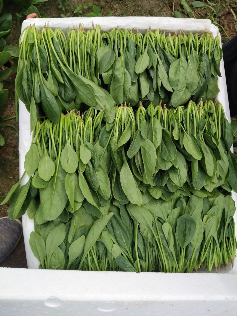 山东精品菠菜惠民普通菠菜，日供货量大，正式上市，专业人工