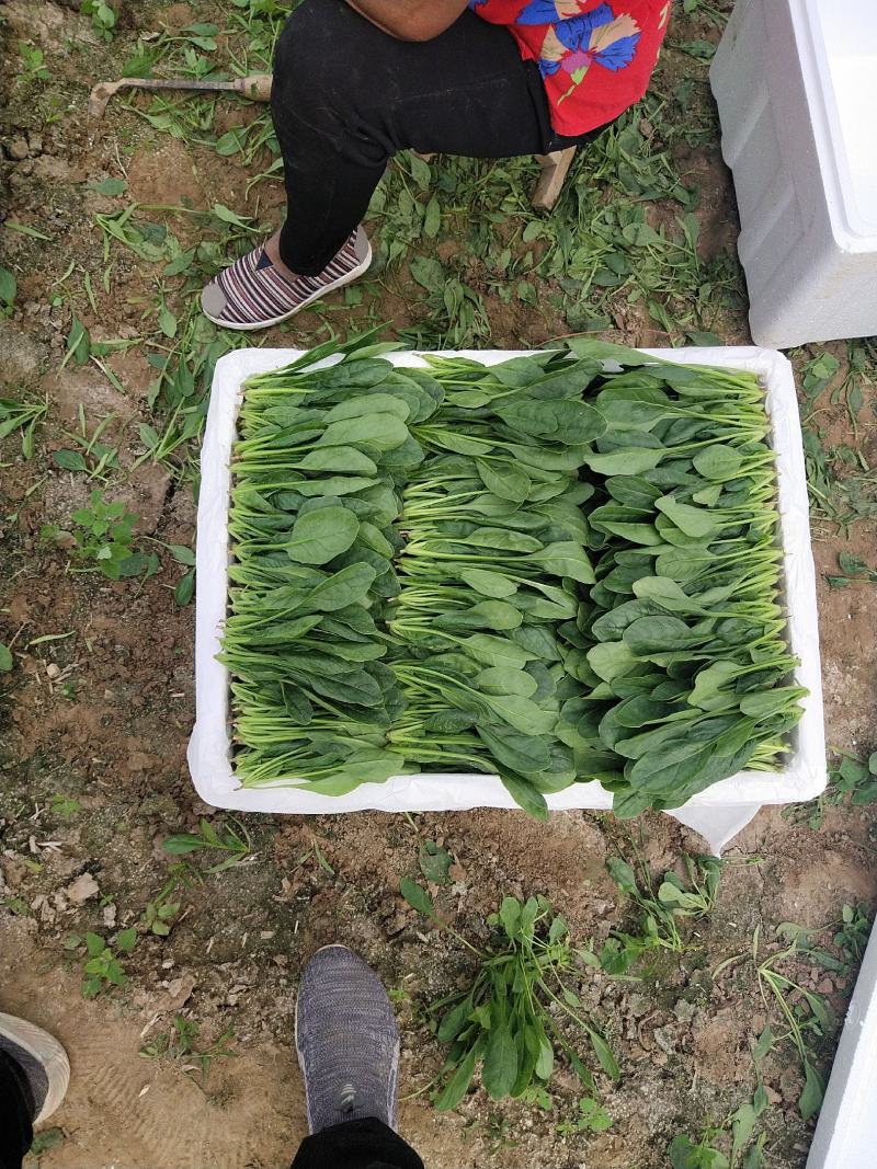 山东精品菠菜惠民普通菠菜，日供货量大，正式上市，专业人工