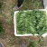 山东精品菠菜惠民普通菠菜，日供货量大，正式上市，专业人工