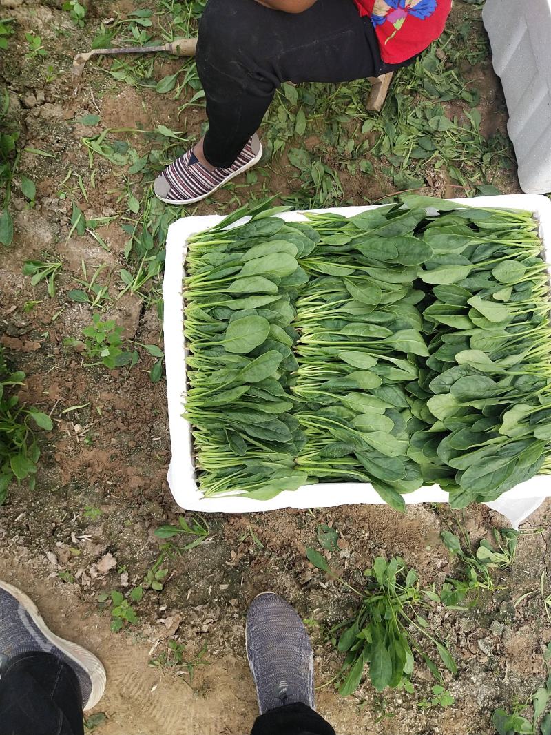 山东精品菠菜惠民普通菠菜，日供货量大，正式上市，专业人工
