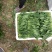 山东精品菠菜惠民普通菠菜，日供货量大，正式上市，专业人工