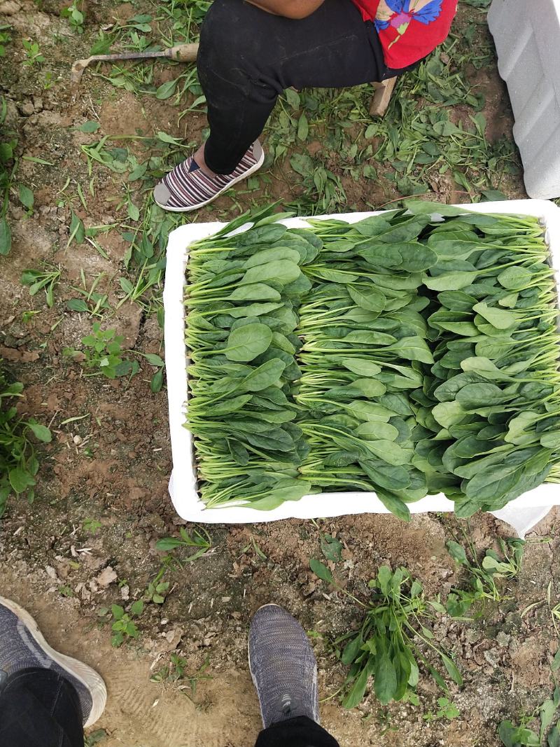 山东精品菠菜惠民普通菠菜，日供货量大，正式上市，专业人工