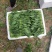 山东精品菠菜惠民普通菠菜，日供货量大，正式上市，专业人工