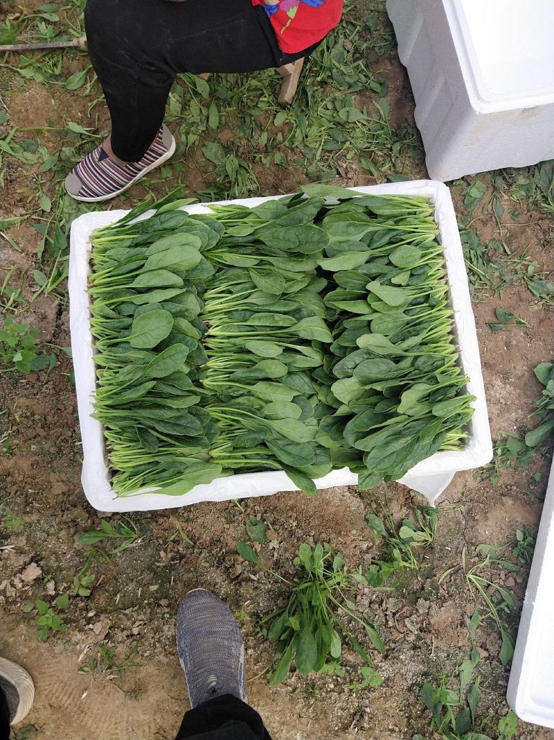 山东精品菠菜惠民普通菠菜，日供货量大，正式上市，专业人工