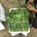 山东精品菠菜惠民普通菠菜，日供货量大，正式上市，专业人工