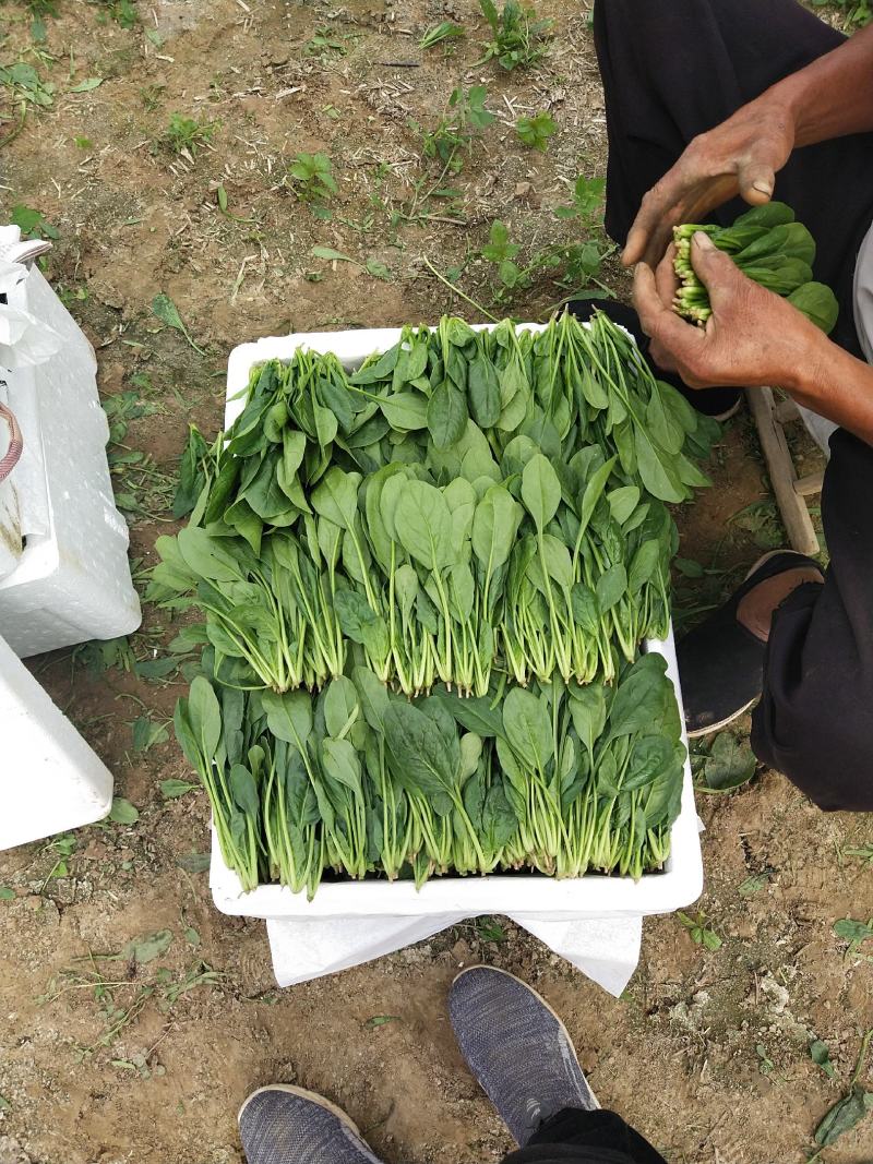 山东精品菠菜惠民普通菠菜，日供货量大，正式上市，专业人工