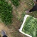 山东精品菠菜惠民普通菠菜，日供货量大，正式上市，专业人工