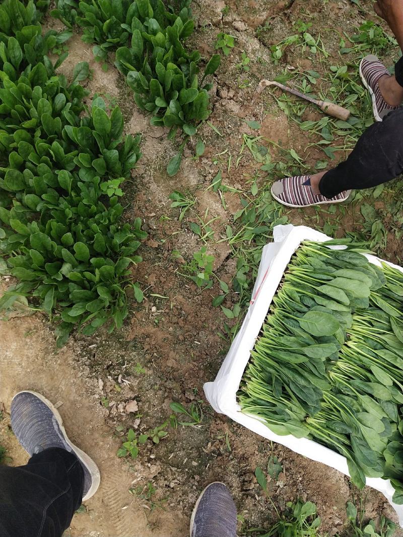山东精品菠菜惠民普通菠菜，日供货量大，正式上市，专业人工
