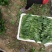 山东精品菠菜惠民普通菠菜，日供货量大，正式上市，专业人工