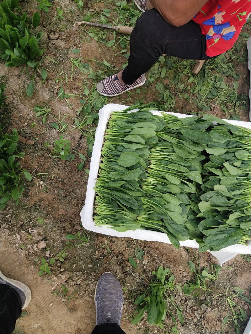 山东精品菠菜惠民普通菠菜，日供货量大，正式上市，专业人工