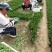 山东精品菠菜惠民普通菠菜，日供货量大，正式上市，专业人工