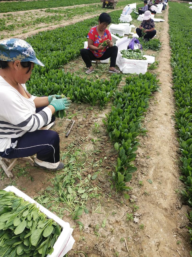 山东精品菠菜惠民普通菠菜，日供货量大，正式上市，专业人工
