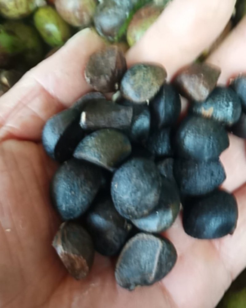 油茶籽山茶籽大别山特产油茶籽山茶籽河南信阳油茶籽