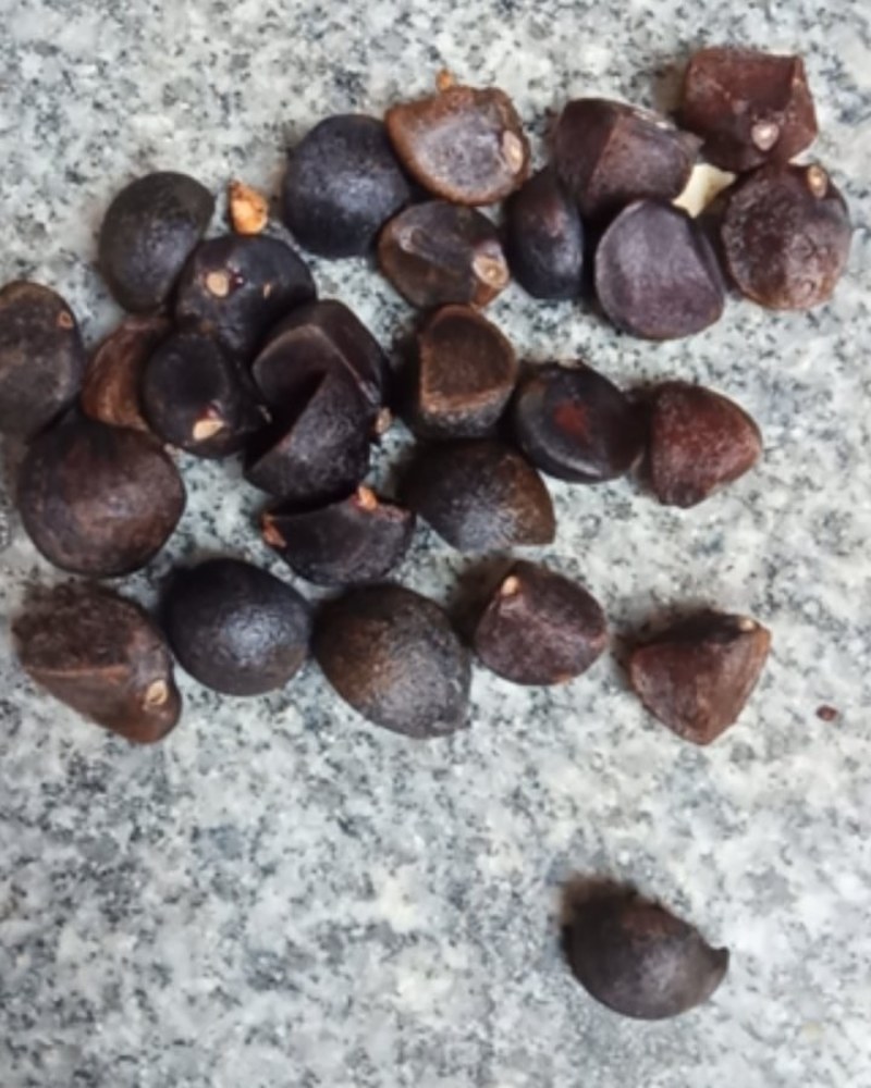 油茶籽山茶籽大别山特产油茶籽山茶籽河南信阳油茶籽