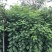 黄花槐1—2—3米高