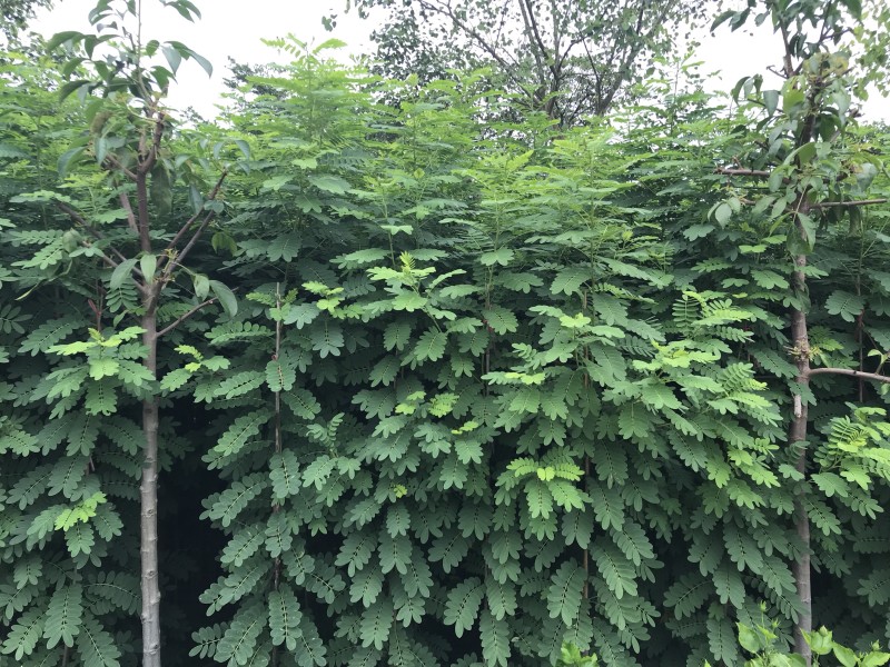 黄花槐1—2—3米高