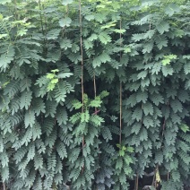 黄花槐1—2—3米高