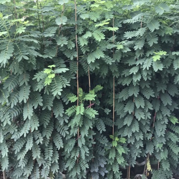 黄花槐1—2—3米高