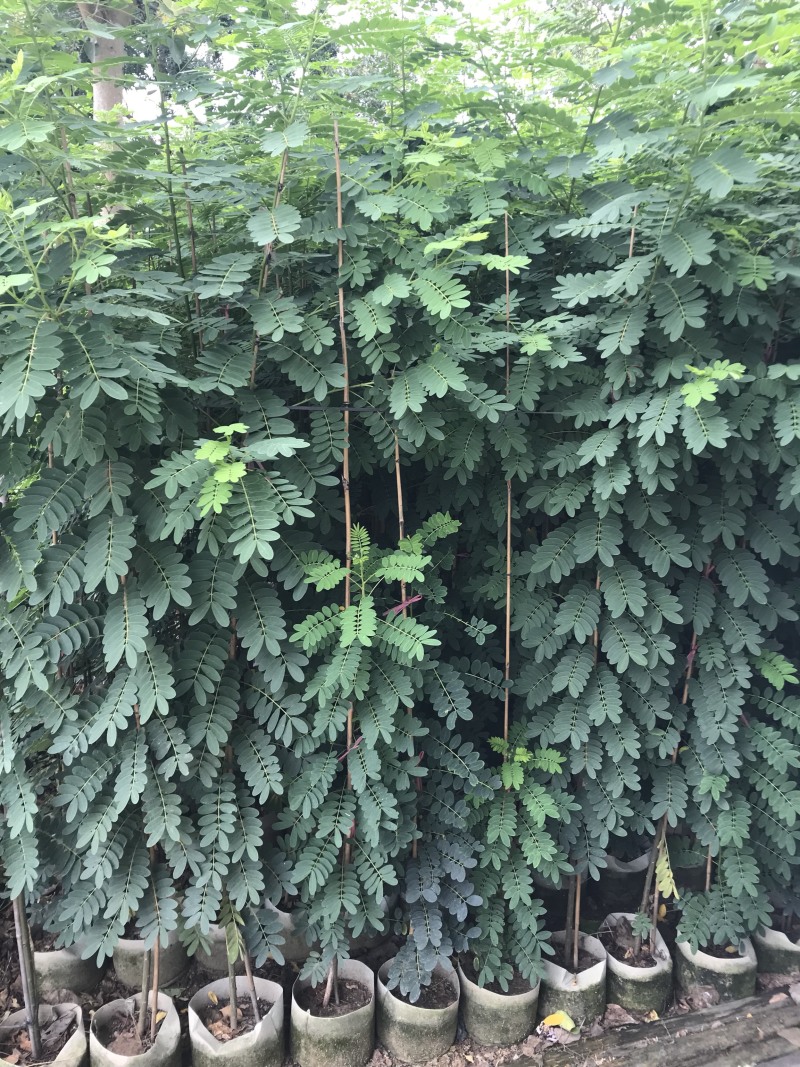 黄花槐1—2—3米高