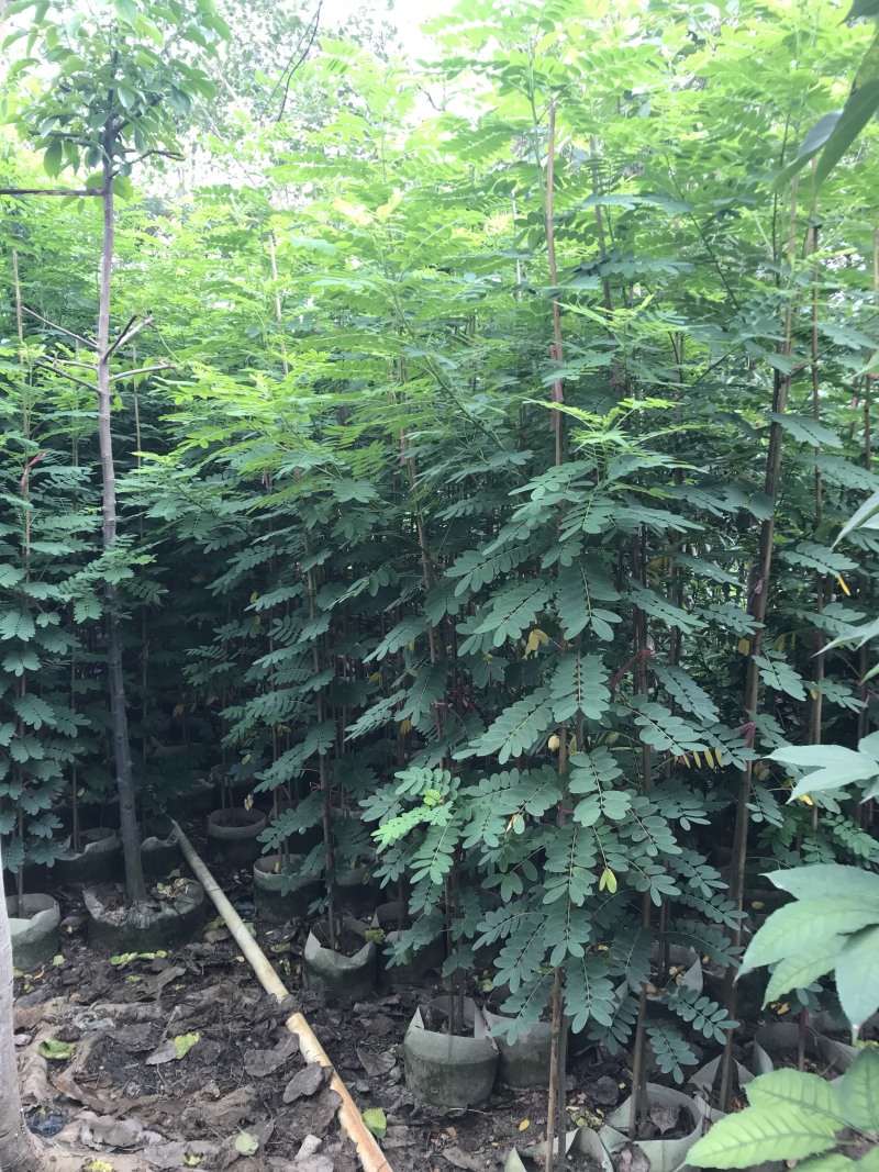 黄花槐1—2—3米高