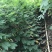 黄花槐1—2—3米高