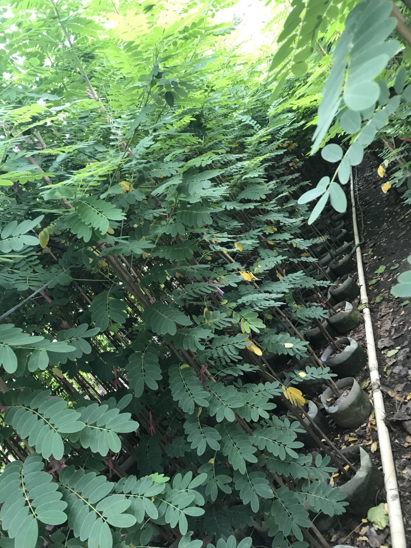 黄花槐1—2—3米高