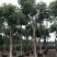 红花风铃木5-8-10-12-15-18-20公分