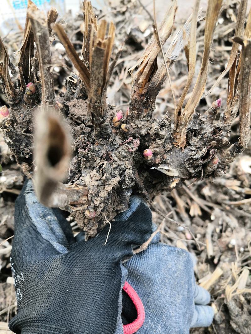 新鲜圆颗白芍芽、大货批发一手货源价格优。